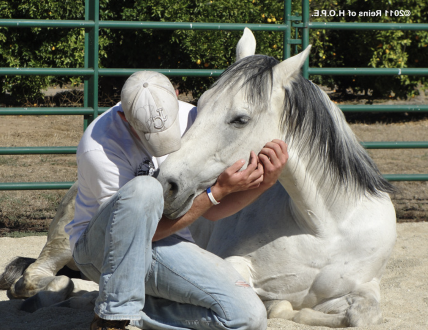 horses